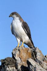 Rotrückenbussard (15 von 19).jpg